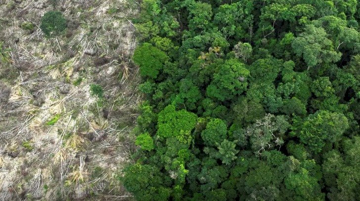 Em 40 anos, Amazônia perdeu área de vegetação do tamanho da França