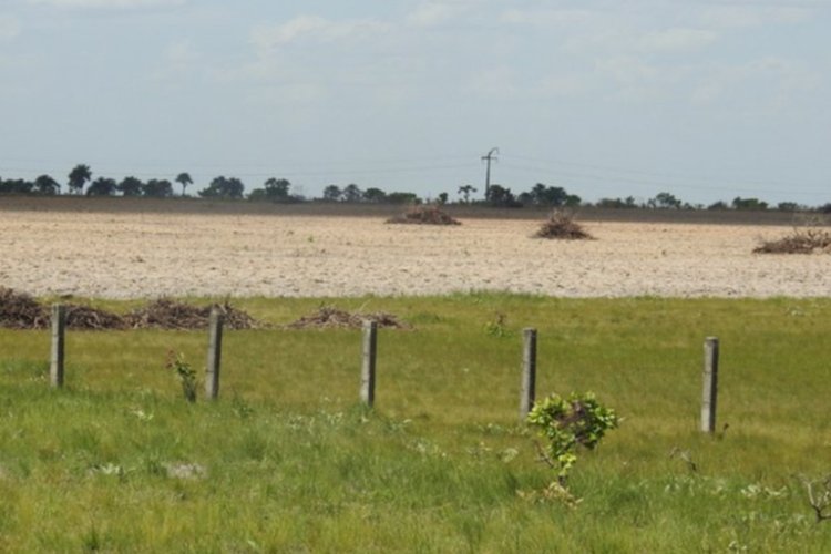 Governo do Brasil lança sistema para monitoramento diário da Amazônia