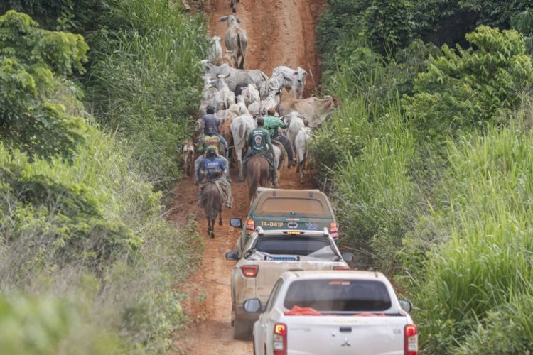 Operação em terra indígena no Pará resulta em mais um assassinato