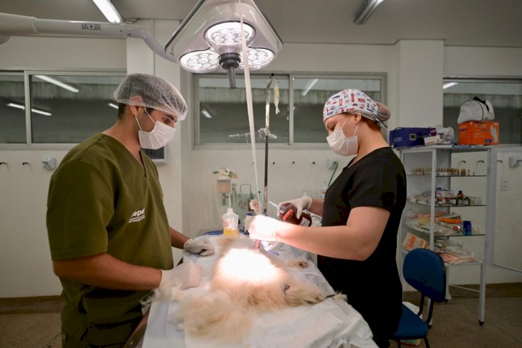 Em 100 dias de funcionamento, Hospital Público Veterinário do Amazonas já atendeu mais de 15 mil animais