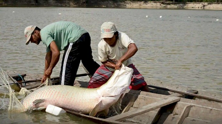 Pesquisa inédita com genoma protege espécies de peixes da Amazônia
