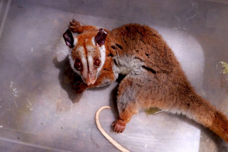 Aparecimento raro: cuíca-lanosa ferida é resgatada pelo Ipaam no bairro Chapada