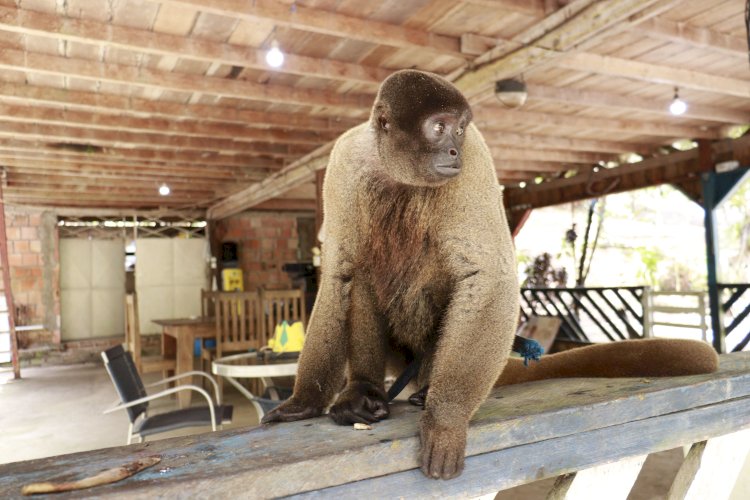 Ipaam resgata macaco-barrigudo mantido em um sítio na BR-174