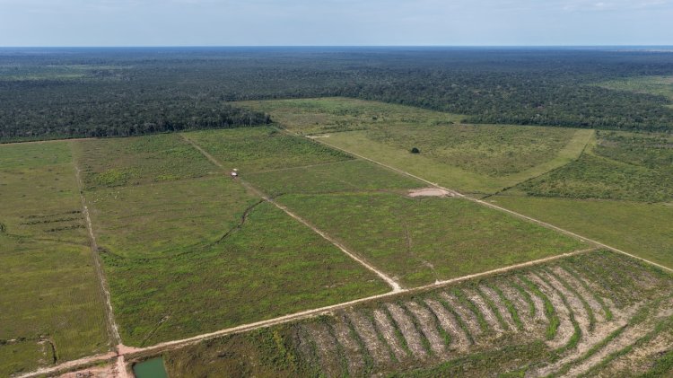 Operação Tamoiotatá 6: Segunda etapa é concluída com mais de R$ 32 milhões em multas por infrações ambientais