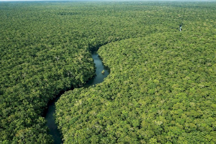Desmatamento no Amazonas cai 30,1% no primeiro trimestre de 2026, aponta Inpe